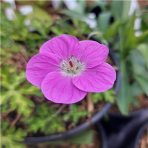 Geranium Orientaltibeticum